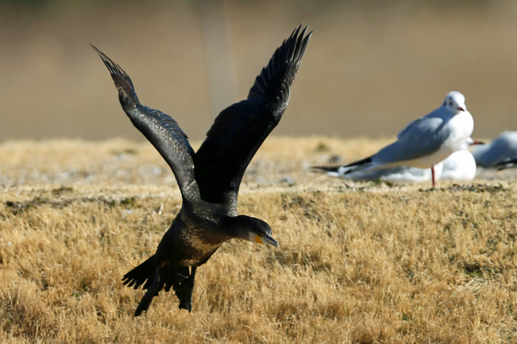 ウミウ飛び出し