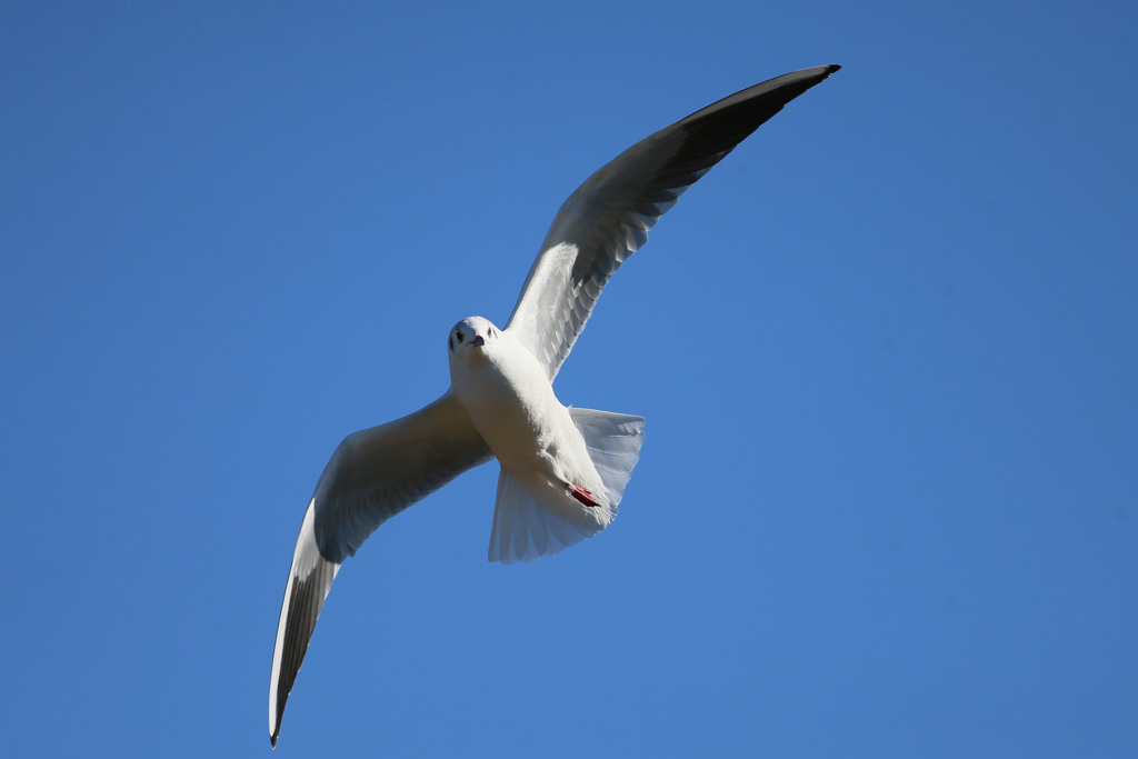 青空とユリカモメ