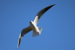 青空とユリカモメ