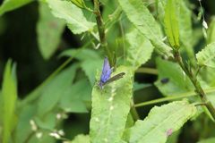 シジミチョウ発見