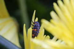 食用菊うまいかえ