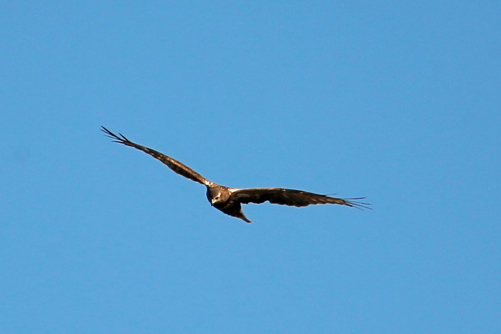 チュウヒの飛び方祖の3