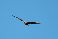 チュウヒの飛び方祖の3