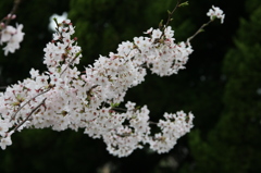 今年最後の桜かな