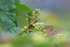 葉っぱの前ボケ