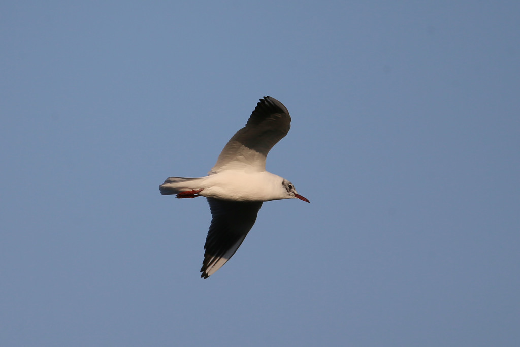 夕日を浴びたユリカモメ