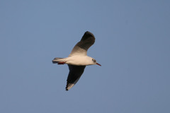 夕日を浴びたユリカモメ