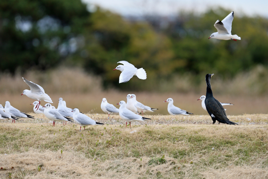 見上げるカワウ