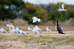 見上げるカワウ