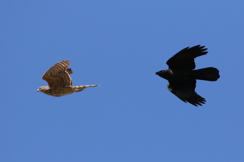 オオタカ幼鳥逃げる