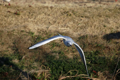 ユリカモメ飛び出し