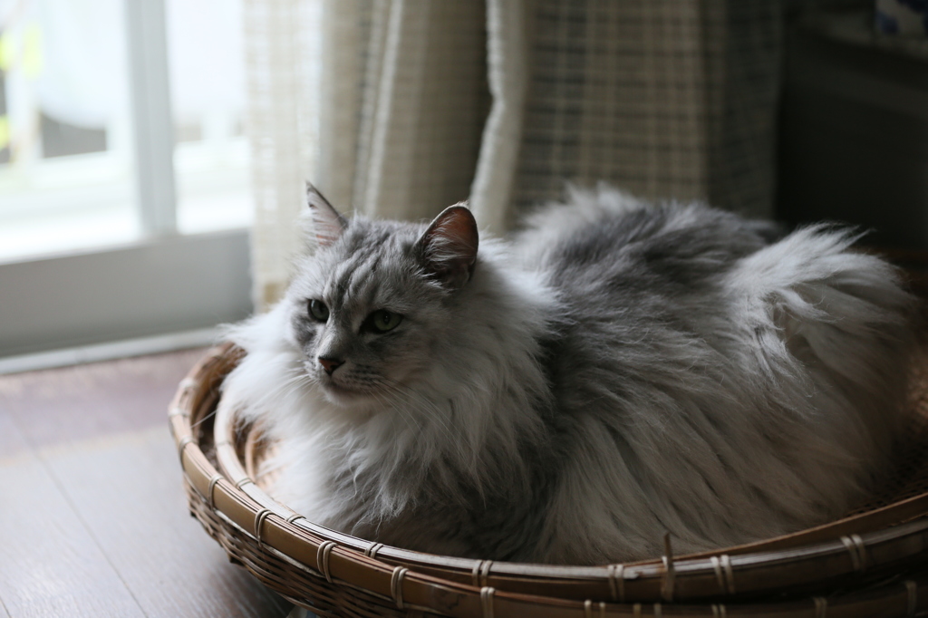 ざるの上に乗っておりますその1