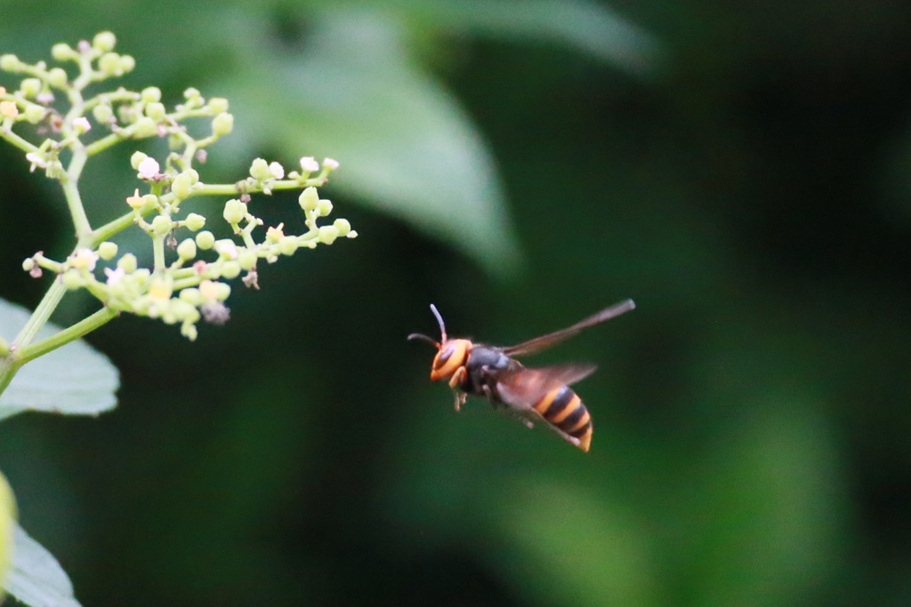 蜂が飛ぶ
