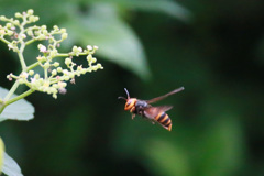 蜂が飛ぶ