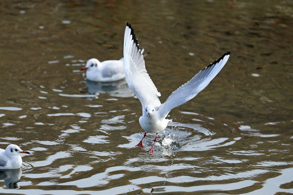 正面飛び出し-2