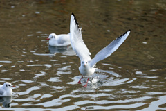 正面飛び出し-2