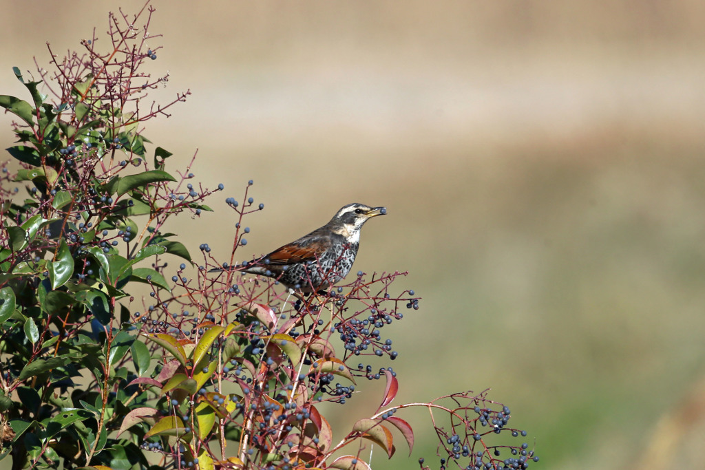 ツグミさんその実美味しい