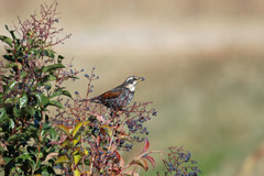 ツグミさんその実美味しい