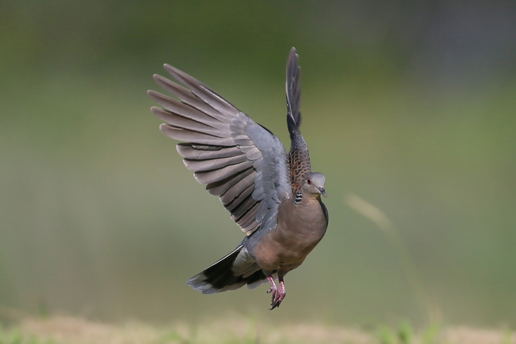 キジバトコマ送り-2