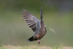 キジバトコマ送り-2