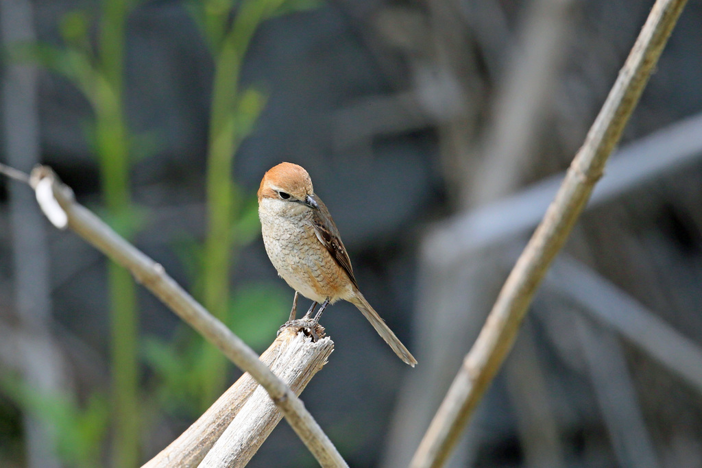 シマアカモズ-3