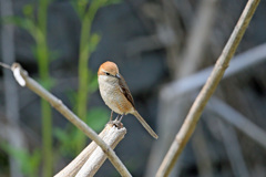 シマアカモズ-3