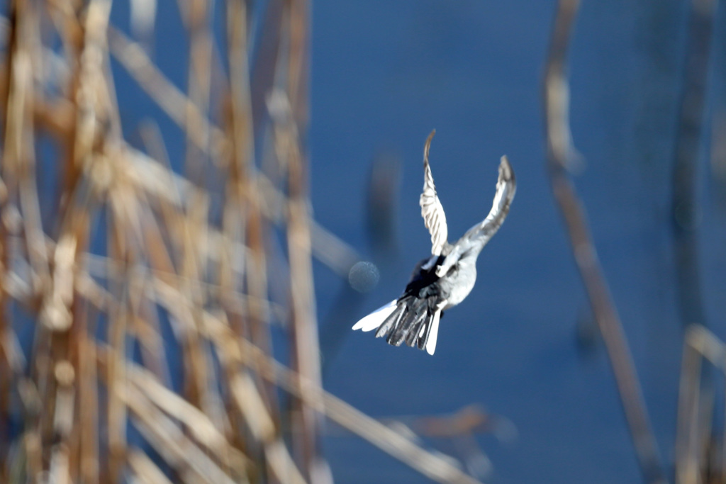 セグロセキレイ背中-2