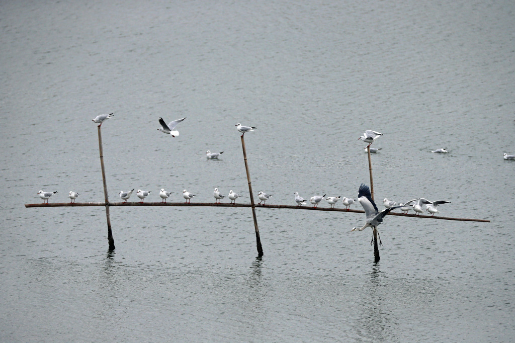 ユリカモメさん占領