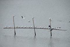 ユリカモメさん占領