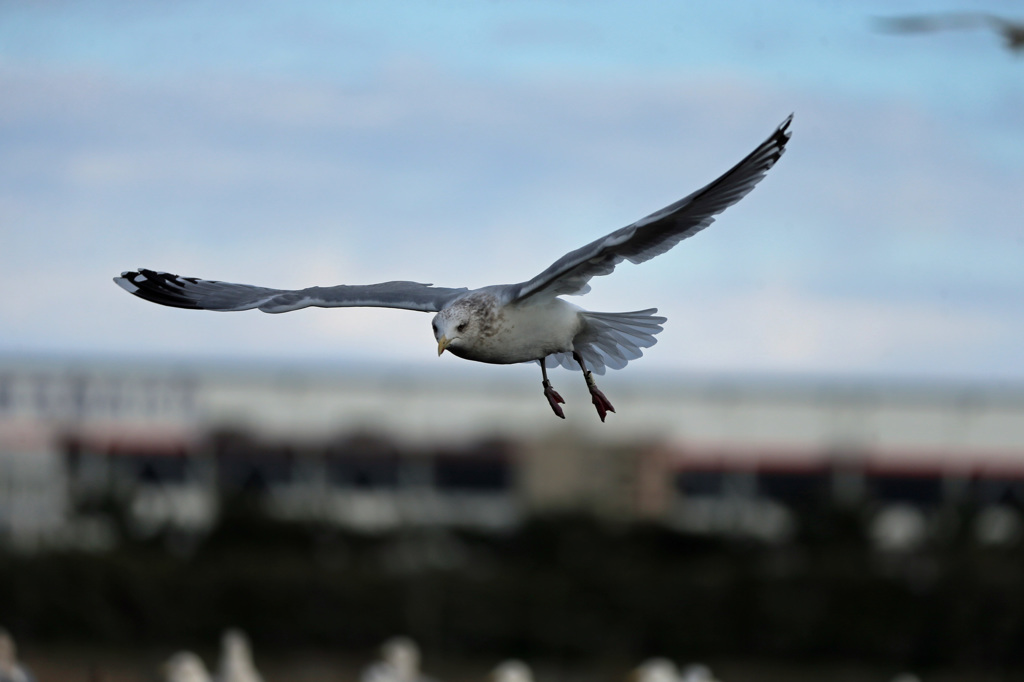 青空とセグロカモメ-1