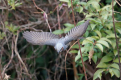 ヒヨドリ翼のブレーキ