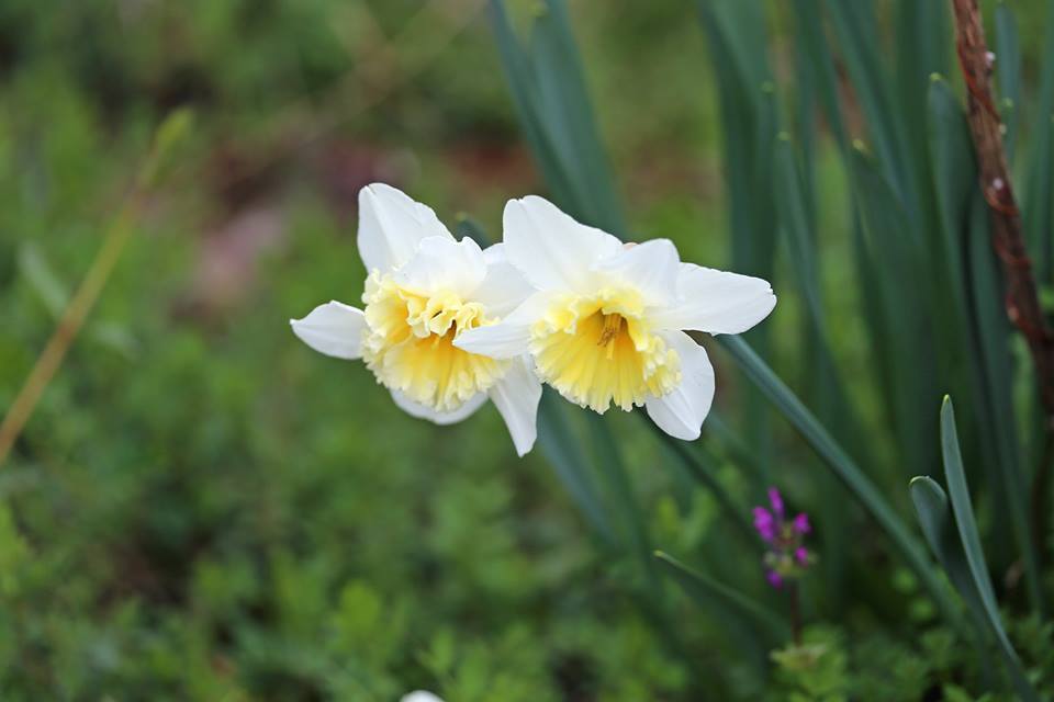 望遠レンズで花の写真-5