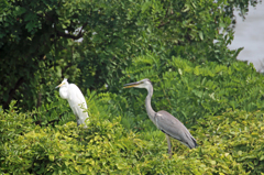 ダイサギさん熱いな