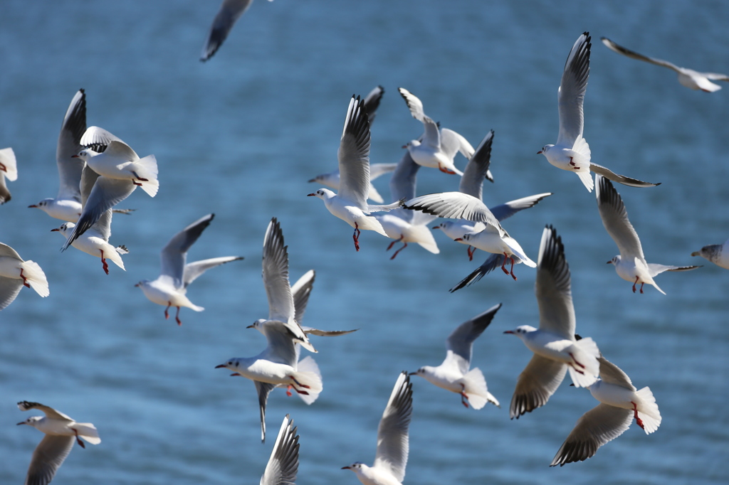 ユリカモメさん飛ぶ