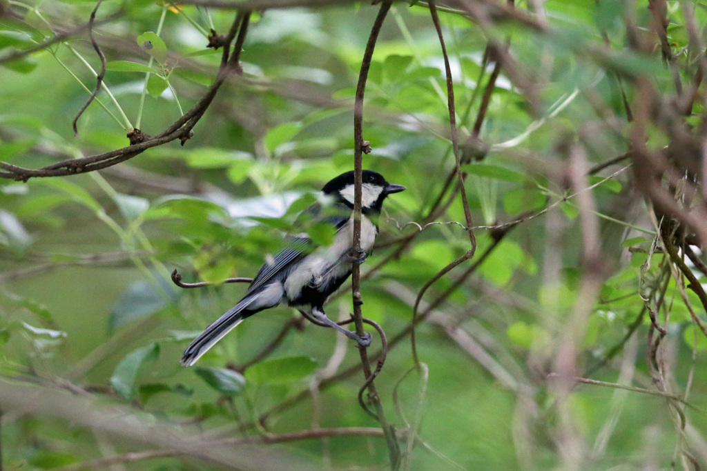 誰もが嫌う枝かぶり