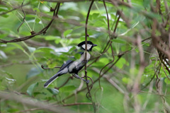 誰もが嫌う枝かぶり