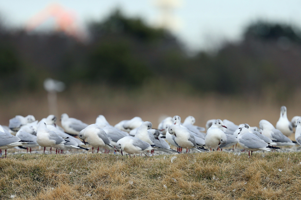 みんなでごめんなさい