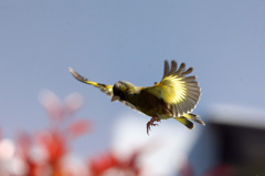 カワラヒワ連射-5