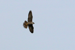 ハヤブサお腹-3