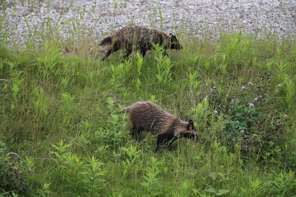 ぽんたとぽん子