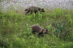 ぽんたとぽん子