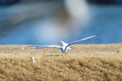 正面シリーズその6