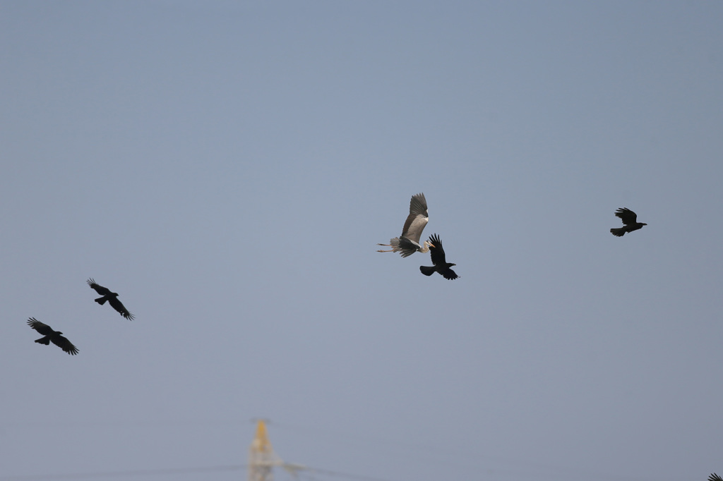 アオサギ逃げる