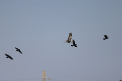 アオサギ逃げる