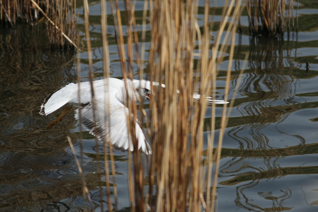 草の向こうにユリカモメ