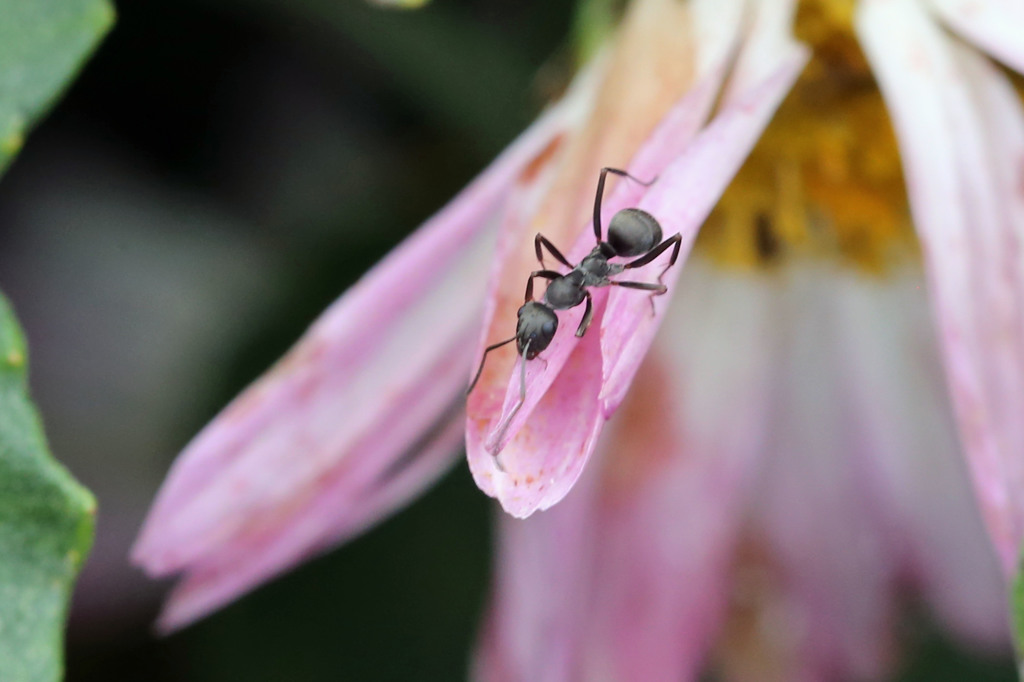 今日も働きもの