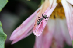 今日も働きもの