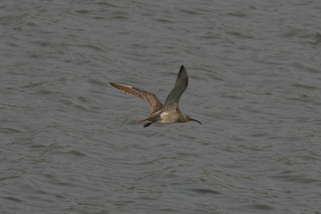 チュシャクシギ飛んだけん