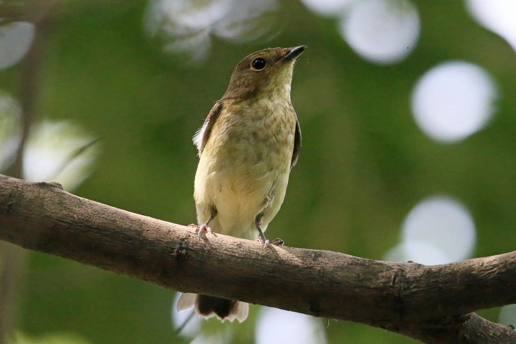 キビタキポートレート