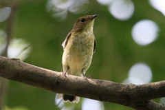 キビタキポートレート